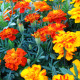 Aksamitník rozkladitý Bolero - Tagetes patula nana - semena aksamitníku - 0,3 g