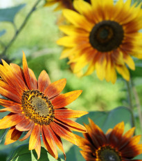 Fantazie Mix napraforgó F1 – Helianthus annuus – napraforgómag – 6 db