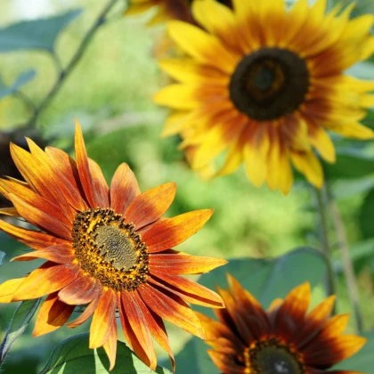 Slunečnice roční Fantazie F1 - Helianthus annuus - semena slunečnice - 6 ks