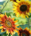 Fantazie Mix napraforgó F1 – Helianthus annuus – napraforgómag – 6 db
