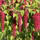Laskavec ocasatý - Amaranthus caudatus - semena laskavce - 300 ks