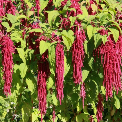 Laskavec ocasatý - Amaranthus caudatus - semena laskavce - 300 ks