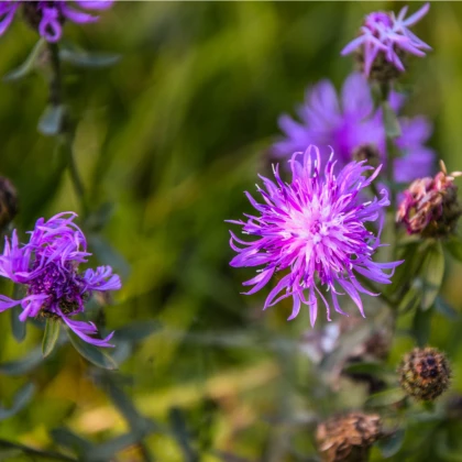Chrpa luční - Centaurea jacea - semena chrpy - 200 ks