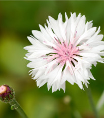 Chrpa luční růžová - Centaurea cyanus - semena chrpy - 65 ks