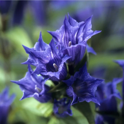 Hořec tolitovitý - Gentiana asclepiadea - semena hořce - 10 ks