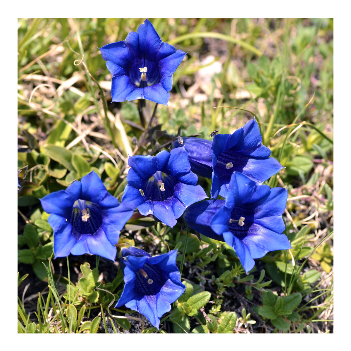 Hořec bezlodyžný - Gentiana acaulis - semena hořce - 8 ks