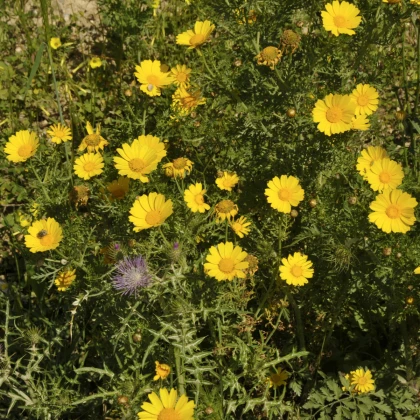 Kopretina osenní Helios - Chrysanthemum segetum - semena kopretiny - 100 ks