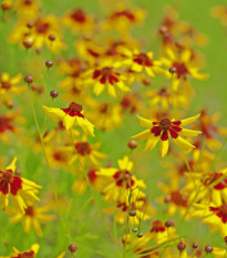 Krásnoočko nízké dvoubarevné - Coreopsis tinctoria - semena krásnoočka - 50 ks