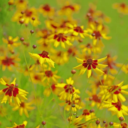 Krásnoočko nízké dvoubarevné - Coreopsis tinctoria - semena krásnoočka - 50 ks