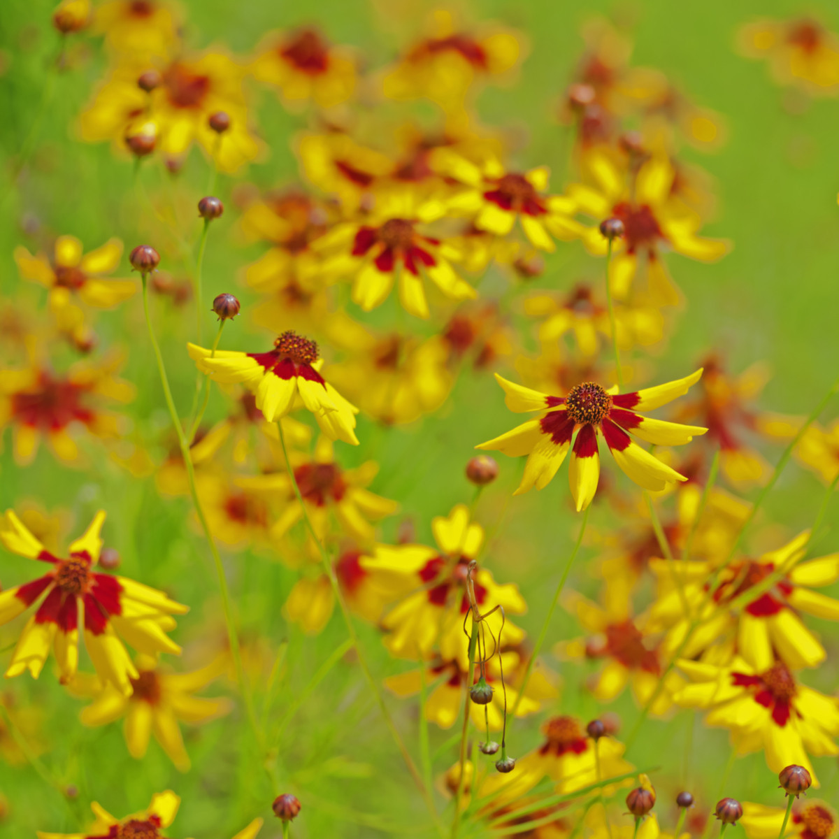 Krásnoočko nízké dvoubarevné - Coreopsis tinctoria - semena krásnoočka - 50 ks