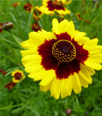 Krásnoočko vysoké dvoubarevné - Coreopsis tinctoria - semena krásnoočka - 50 ks