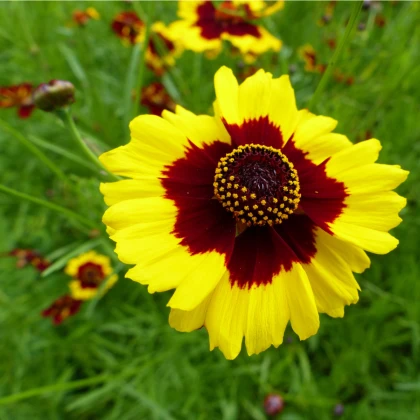 Krásnoočko vysoké dvoubarevné - Coreopsis tinctoria - semena krásnoočka - 50 ks
