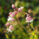 Silenka nadmutá - Silene vulgaris - semena silenky - 150 ks