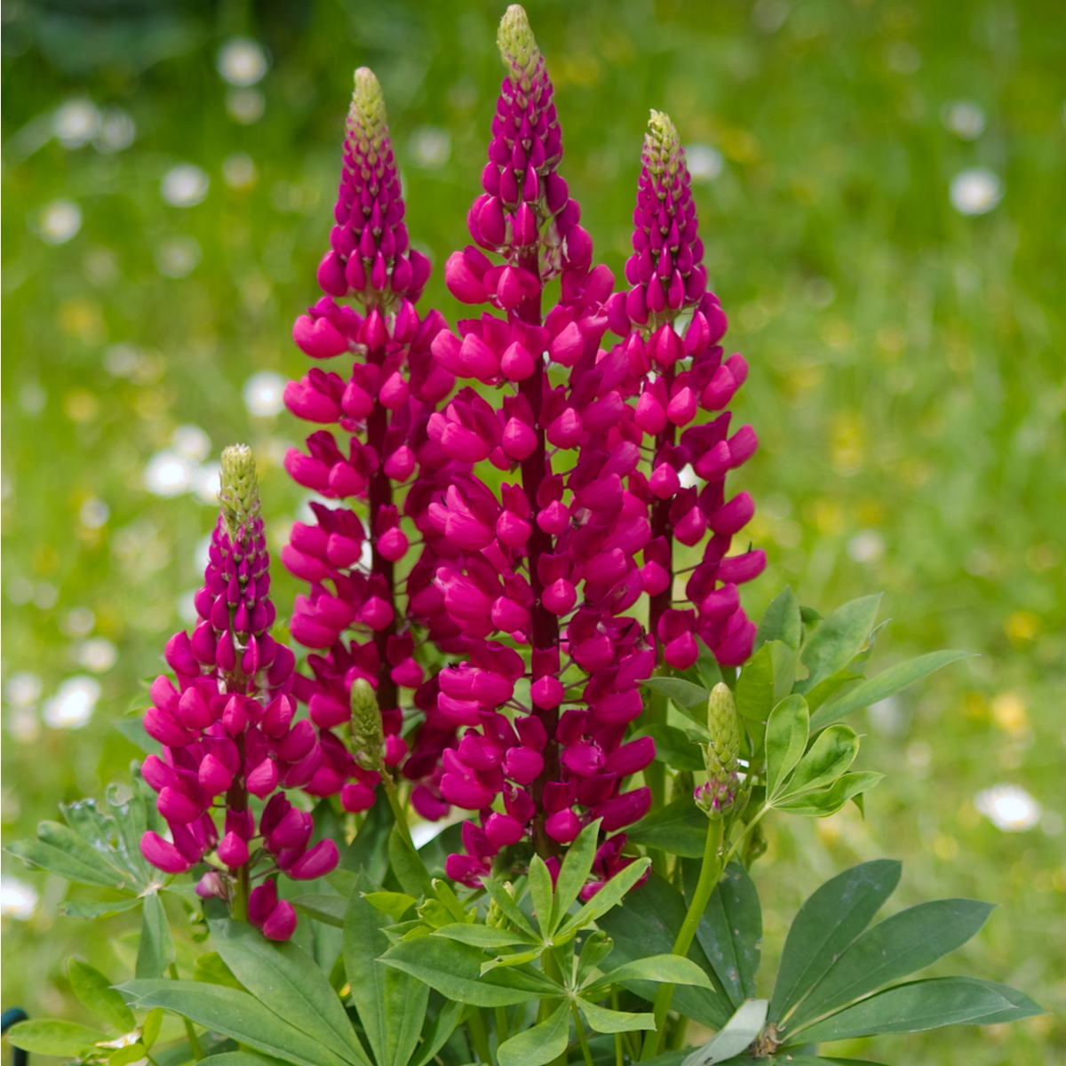 Vlčí bob červený Mein Schloss - Lupinus polyphyllus - semena - 40 ks