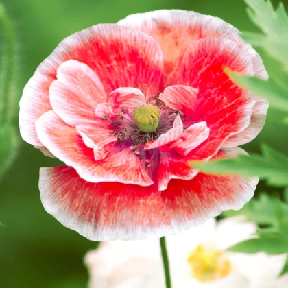 Vlčí mák směs - Papaver rhoeas - semena máku - 200 ks