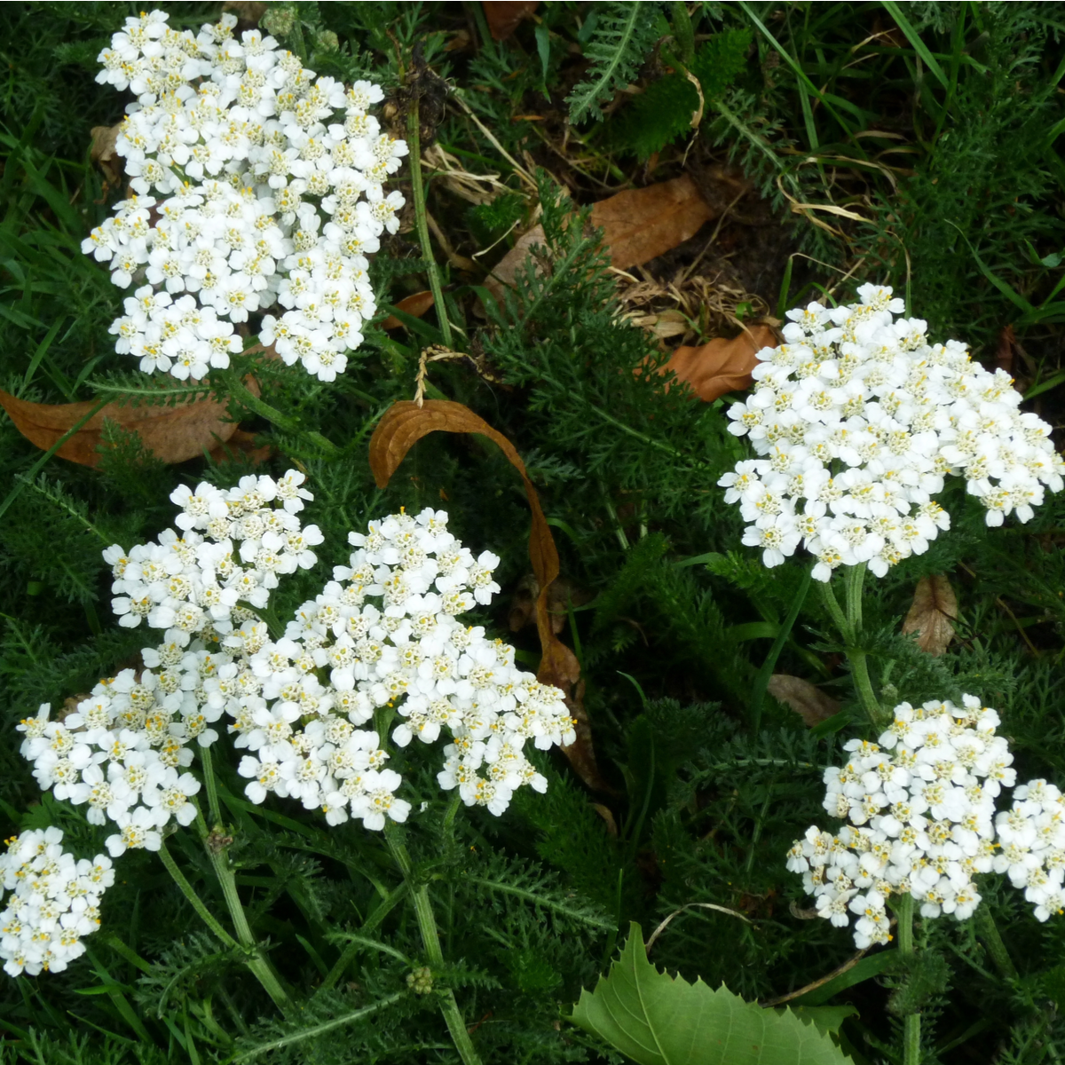 Řebříček obecný Yarrow - Achillea millefolium - semena řebříčku - 200 ks