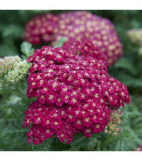 Řebříček obecný Cerise Queen - Achillea millefolium - semena řebříčku - 500 ks