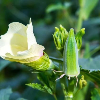 Ibišek jedlý - Abelmoschus esculentus - semena - 12 Ks
