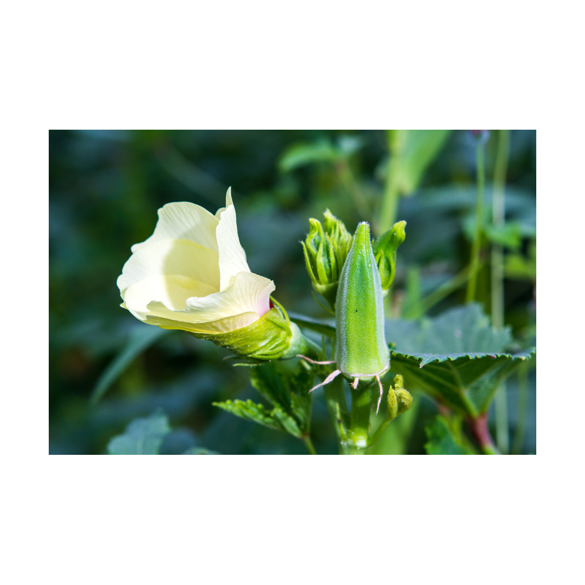Ibišek jedlý - Abelmoschus esculentus - semena - 12 Ks