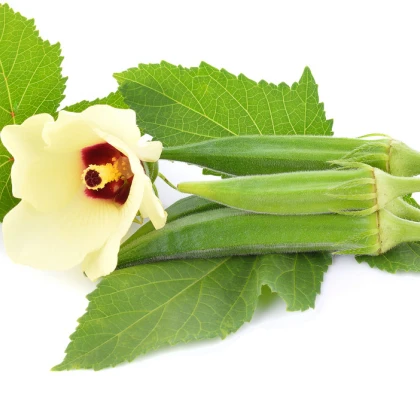 Ibišek jedlý - Abelmoschus esculentus - semena - 12 Ks