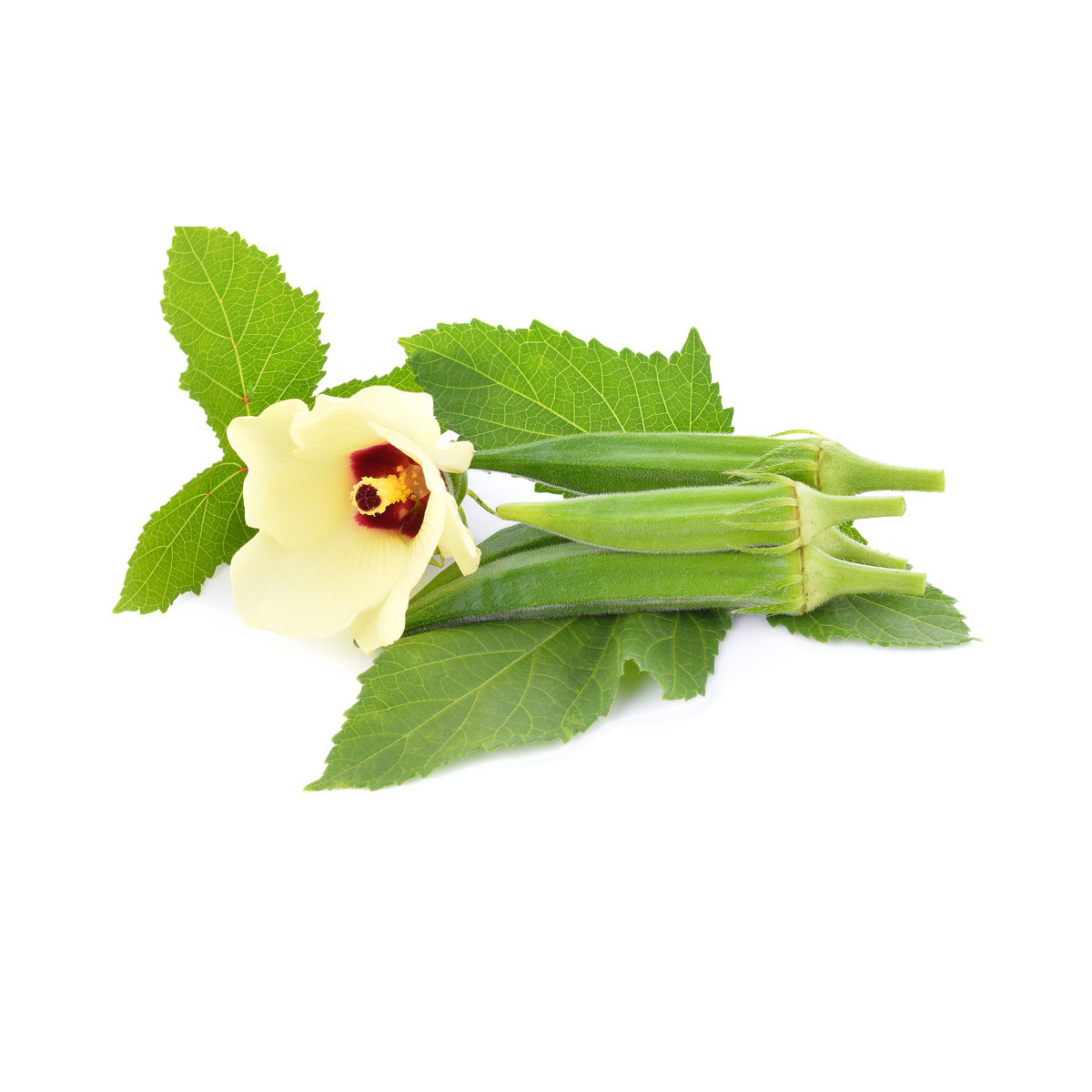 Ibišek jedlý - Abelmoschus esculentus - semena - 12 Ks