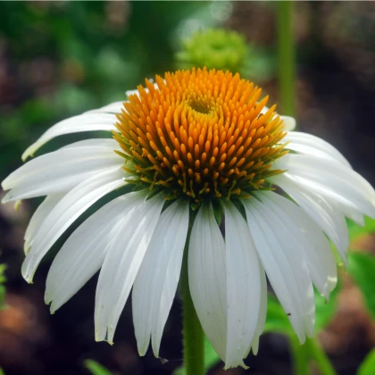 Třapatka nachová White Swan - Echinacea purpurea  - semena - 15 ks