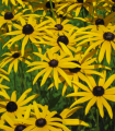 Třapatka srstnatá - Rudbeckia hirta - semena třapatky - 400 ks