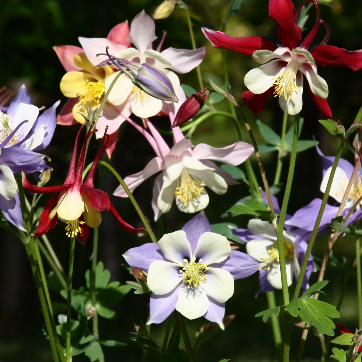 Orlíček velkokvětý směs - Aquilegia caerulea - semena orlíčku - 250 ks