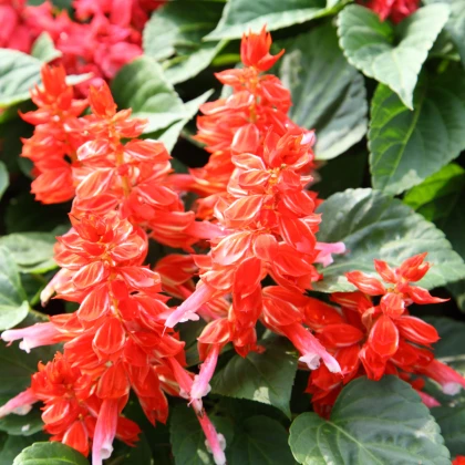 Šalvěj zářivá Blaze of Fire - Salvia splendens - semena šalvěje - 15 ks