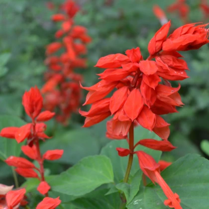 Šalvěj zářivá - Salvia splendens - semena šalvěje - 40 ks