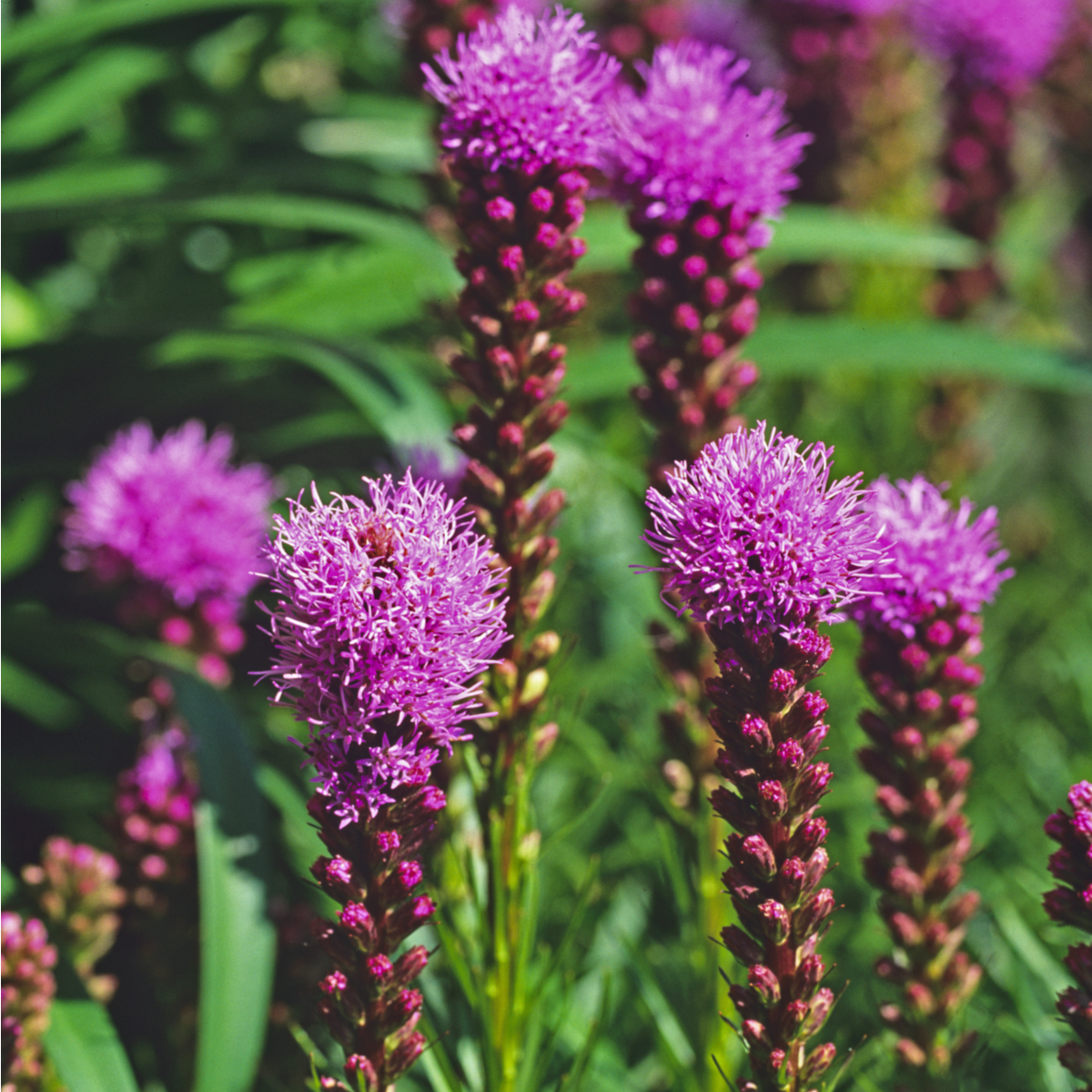 Šuškarda klasnatá Floristan Violet - Liatris spicata - semena šuškardy - 20 ks