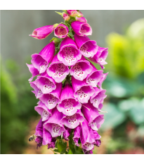 Náprstník červený - Digitalis purpurea - semena náprstníku - 400 ks