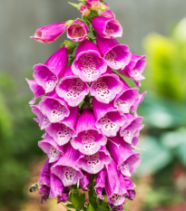 Náprstník červený - Digitalis purpurea - semena náprstníku - 400 ks