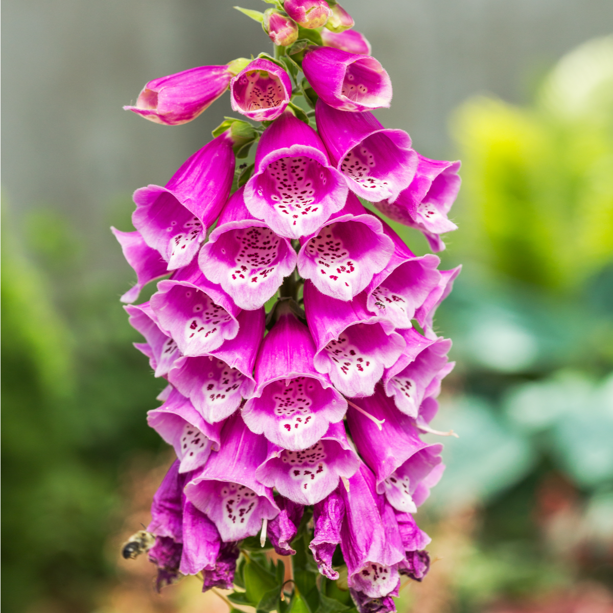 Náprstník červený - Digitalis purpurea - semena náprstníku - 400 ks