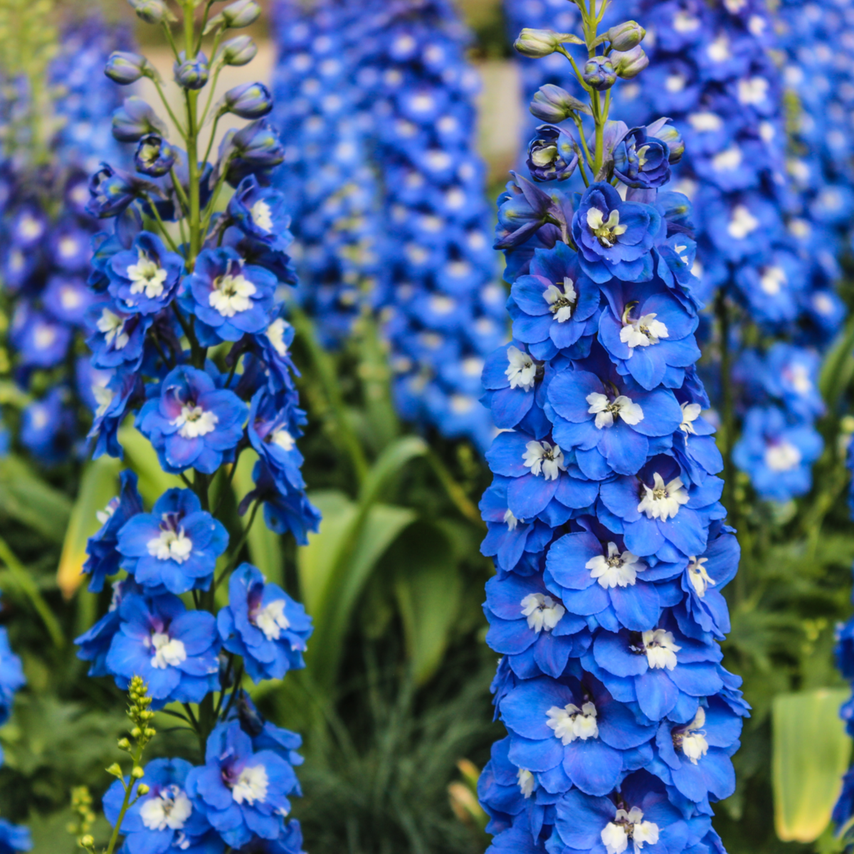 Stračka velkokvětá Pacific směs - Delphinium cultorum - semena stračky - 130 ks