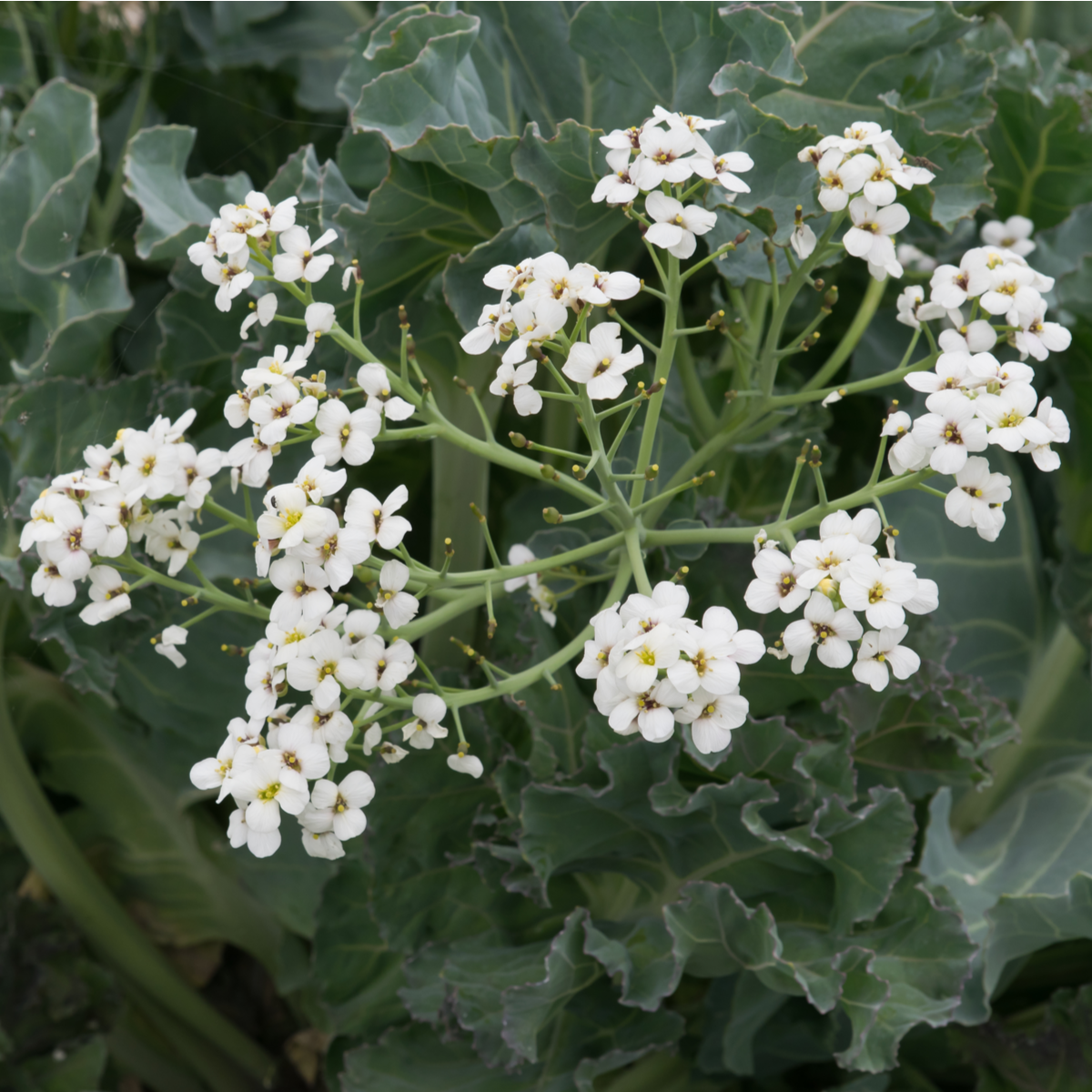 Katráň přímořský - Crambe maritima - semena katráně - 4 ks