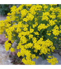 Tařice skalní Gold Dust - Alyssum saxatile - semena tařice - 150 ks