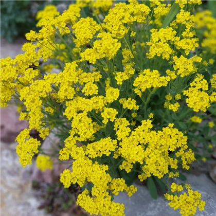 Tařice skalní Gold Dust - Alyssum saxatile - semena tařice - 150 ks