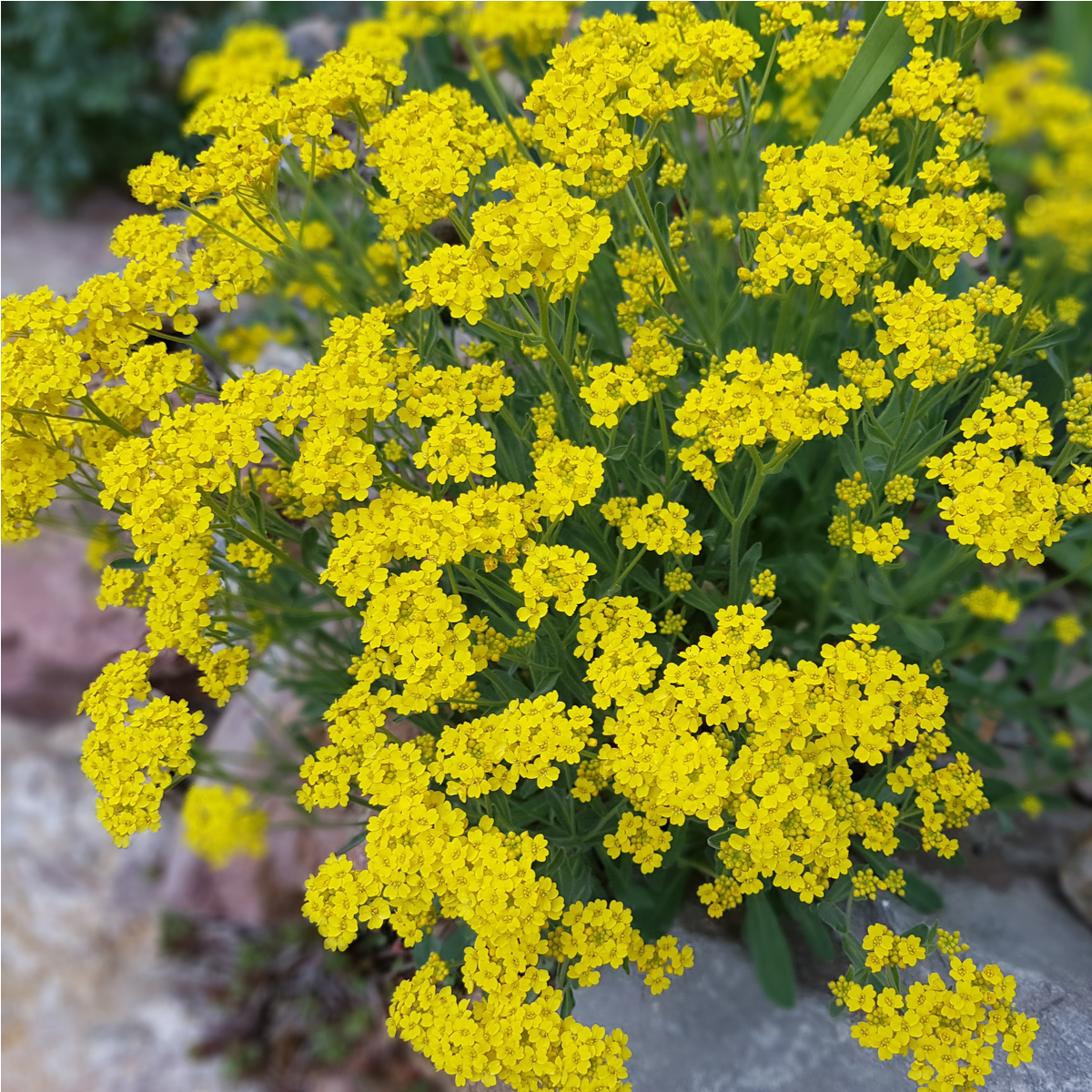 Tařice skalní Gold Dust - Alyssum saxatile - semena tařice - 150 ks