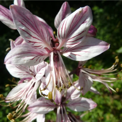 Třemdava bílá - Dictamnus albus - semena třemdavy - 8 ks