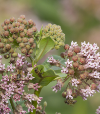 Klejicha hedvábná - Asclepias syriaca - semena klejichy - 20 ks