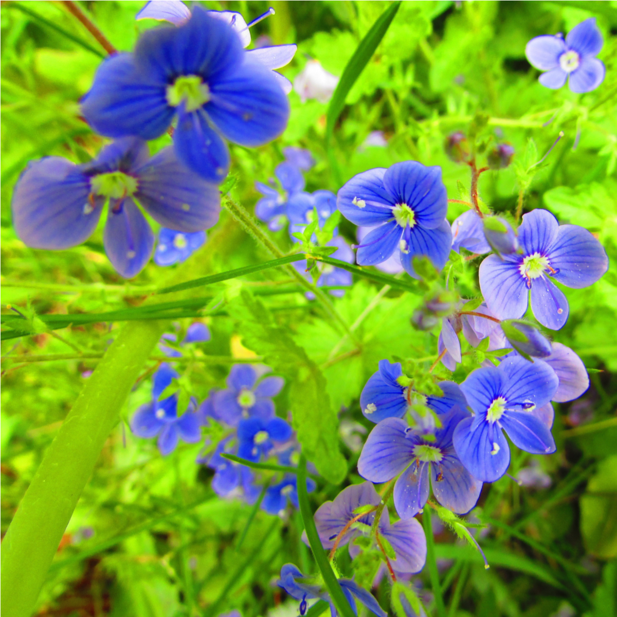 Rozrazil rezekvítek - Veronica chamaedrys - semena rozrazilu - 25 ks