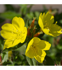 Pupalka dvouletá - Oenothera biennis - semena pupalky - 150 ks