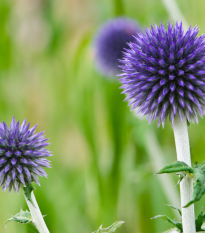 Bělotrn modrý - Echinops ritro - semena bělotrnu - 6 ks