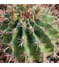 Ferokaktus- Ferocactus- semena Ferokaktusu- 6 ks