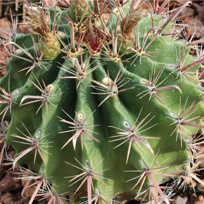 Ferokaktus- Ferocactus- semena Ferokaktusu- 6 ks