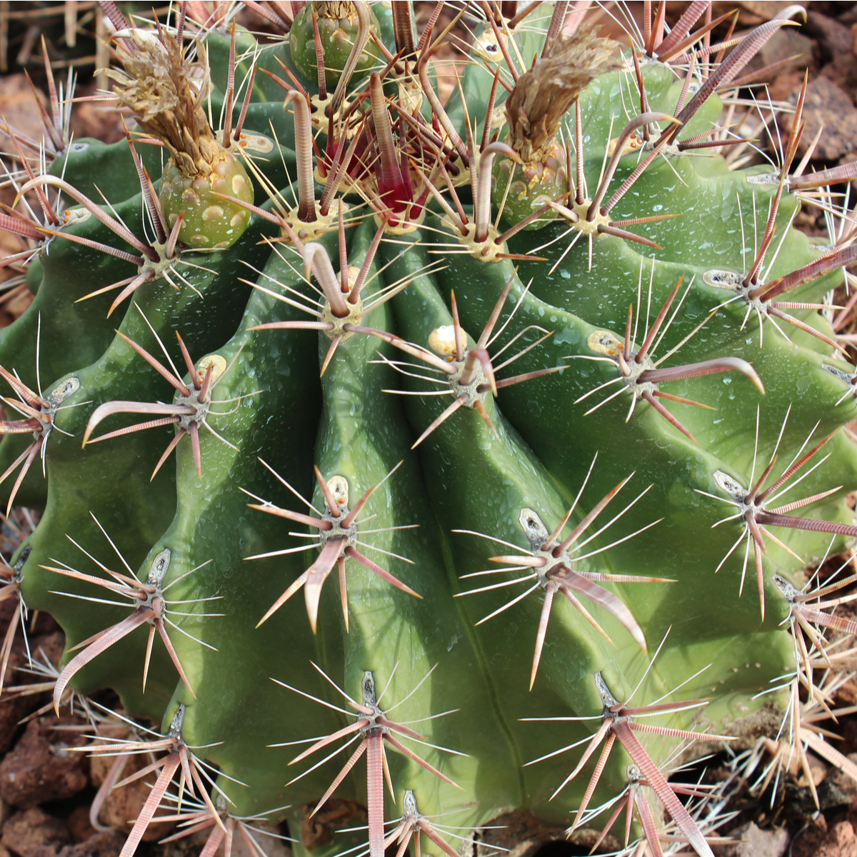Ferokaktus- Ferocactus- semena Ferokaktusu- 6 ks