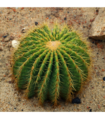 Echinokaktus Grusonův - Zlatá koule - Echinocactus grusonii - semena kaktusu - 8 ks