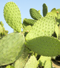 Opuncie - Indiánské fíky - Opuntia ficus-indica - semena opuncie - 7 ks