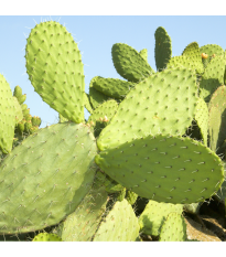 Opuncie - Indiánské fíky - Opuntia ficus-indica - semena opuncie - 7 ks